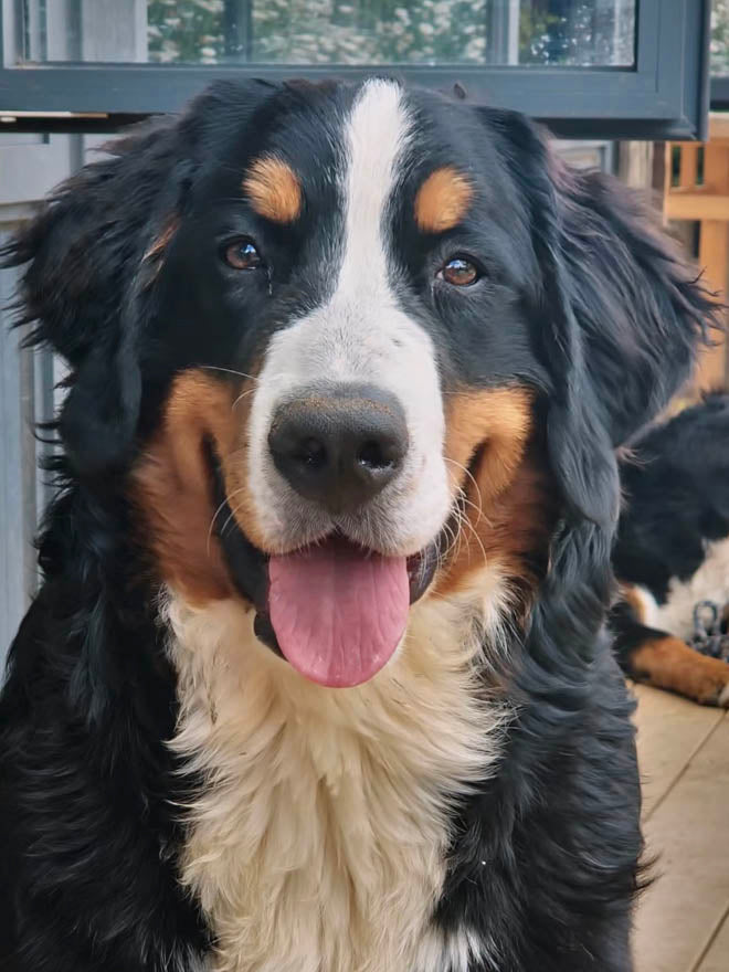 Bernese Mountain Dog sitting outdoors with a blurred background